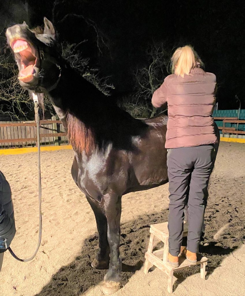 Breuss Massage beim Pferd